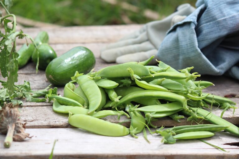 How to Choose the Right Tools for Your Garden Needs