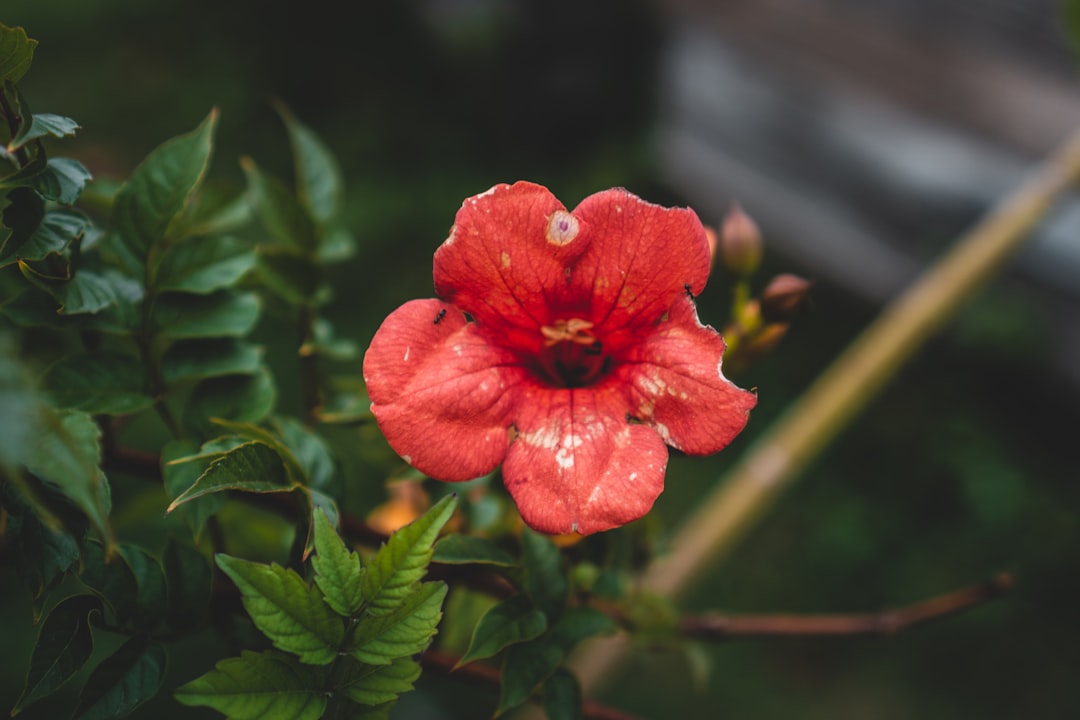 Maximize Your Garden’s Potential with These Essential Tools